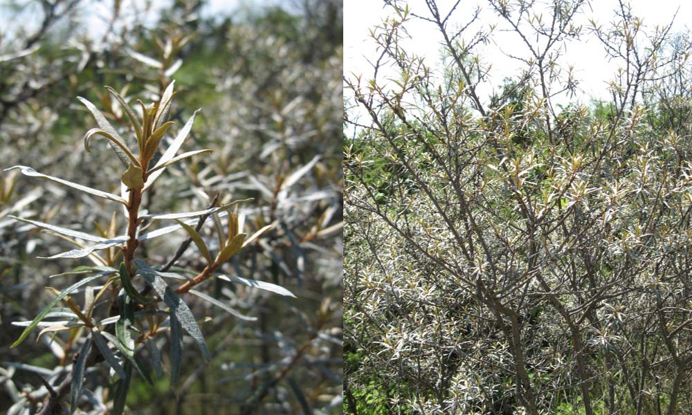 Flora delle dune